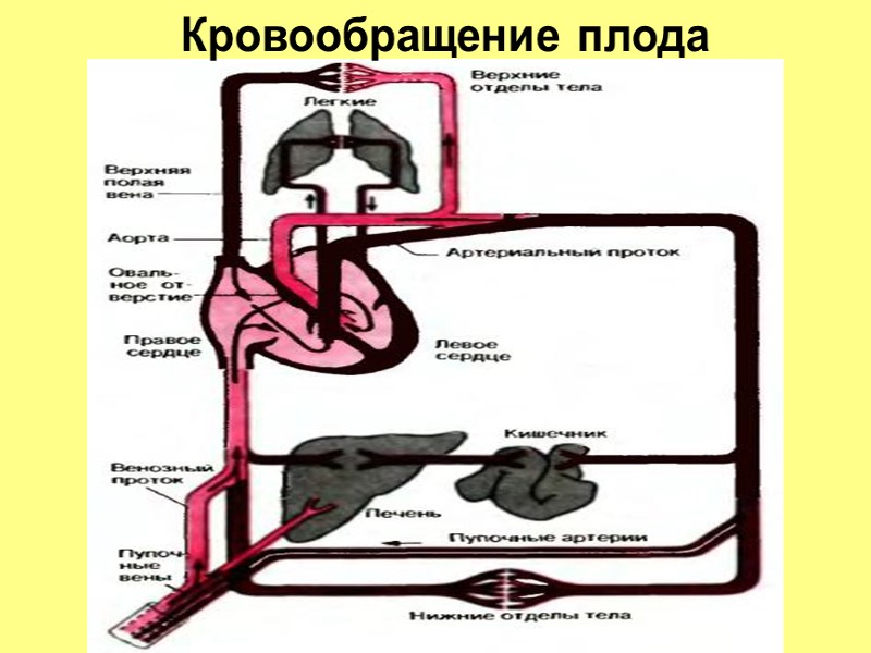 Кровообращение плода